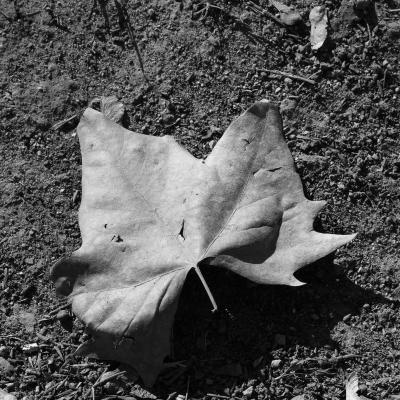 Hoja en el suelo