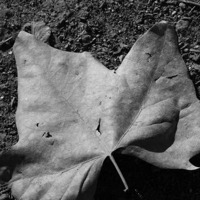 Hoja en el suelo